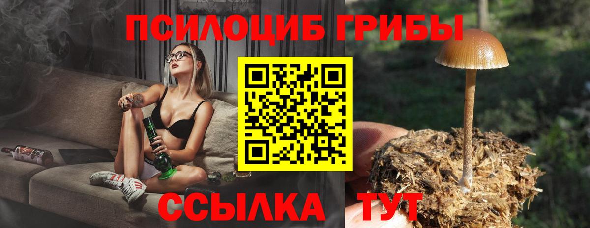 Псилоцибиновые грибы Psilocybe Котовск